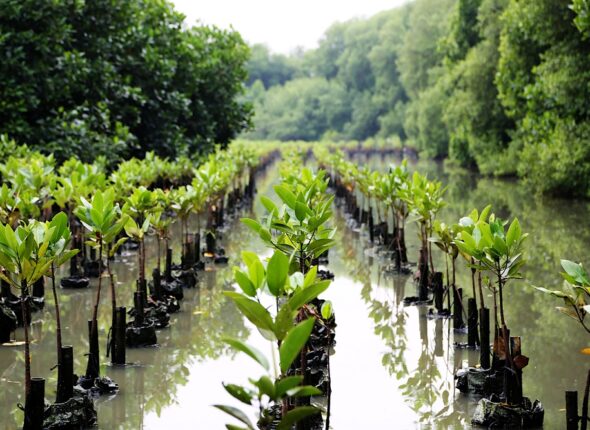 Mangrove,,A,Nature-based,Solution,To,Tackle,The,Climate,Crisis